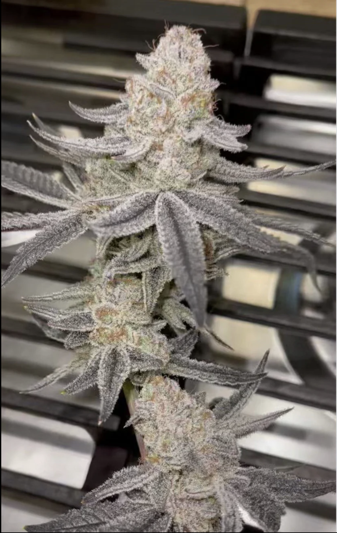 /storage/photos/1/Screenshot 2024-04-17 at 7.21.10 PM.png